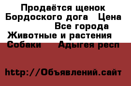 Продаётся щенок Бордоского дога › Цена ­ 37 000 - Все города Животные и растения » Собаки   . Адыгея респ.